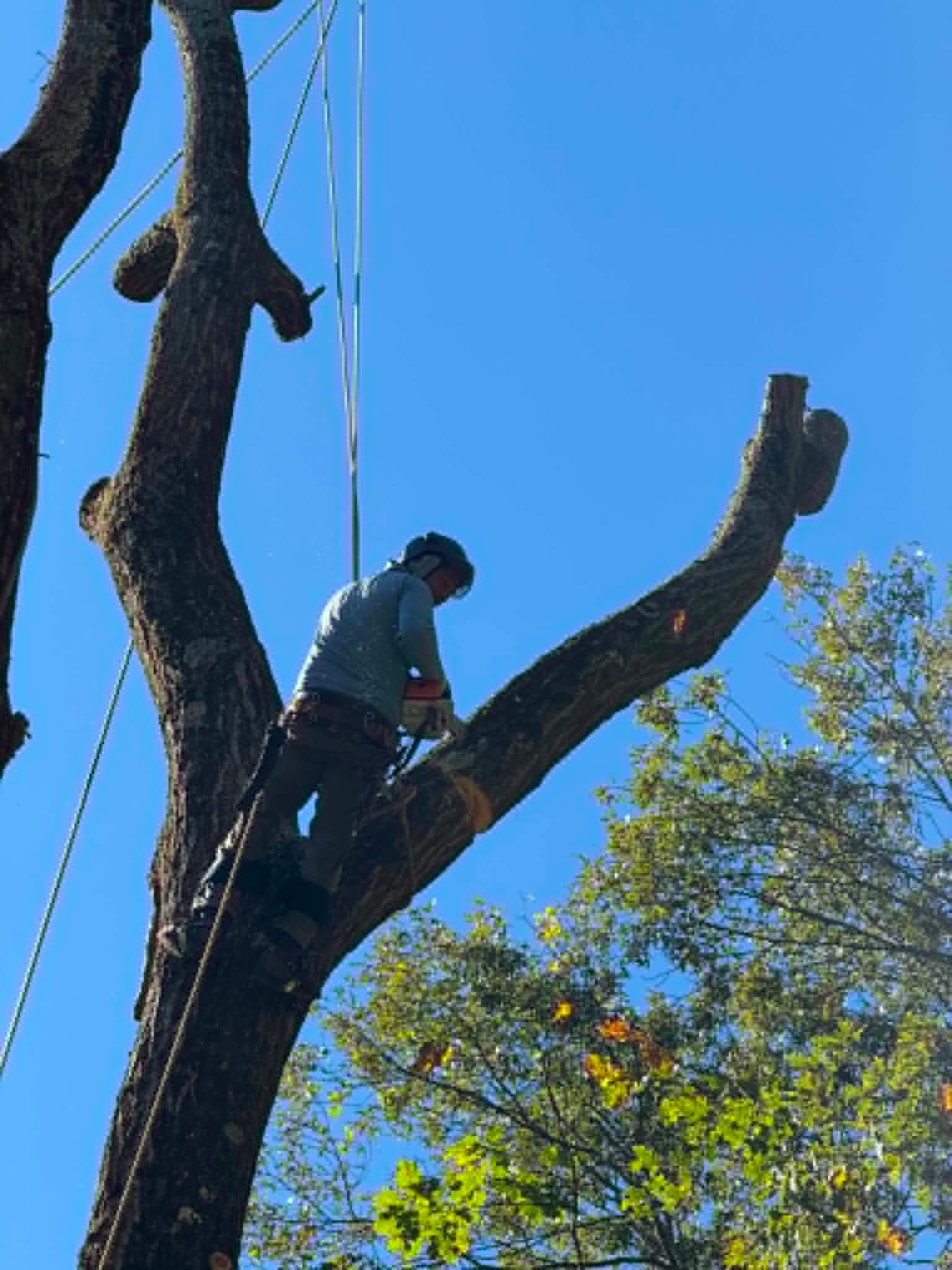 Tree Removal in Danbury CT