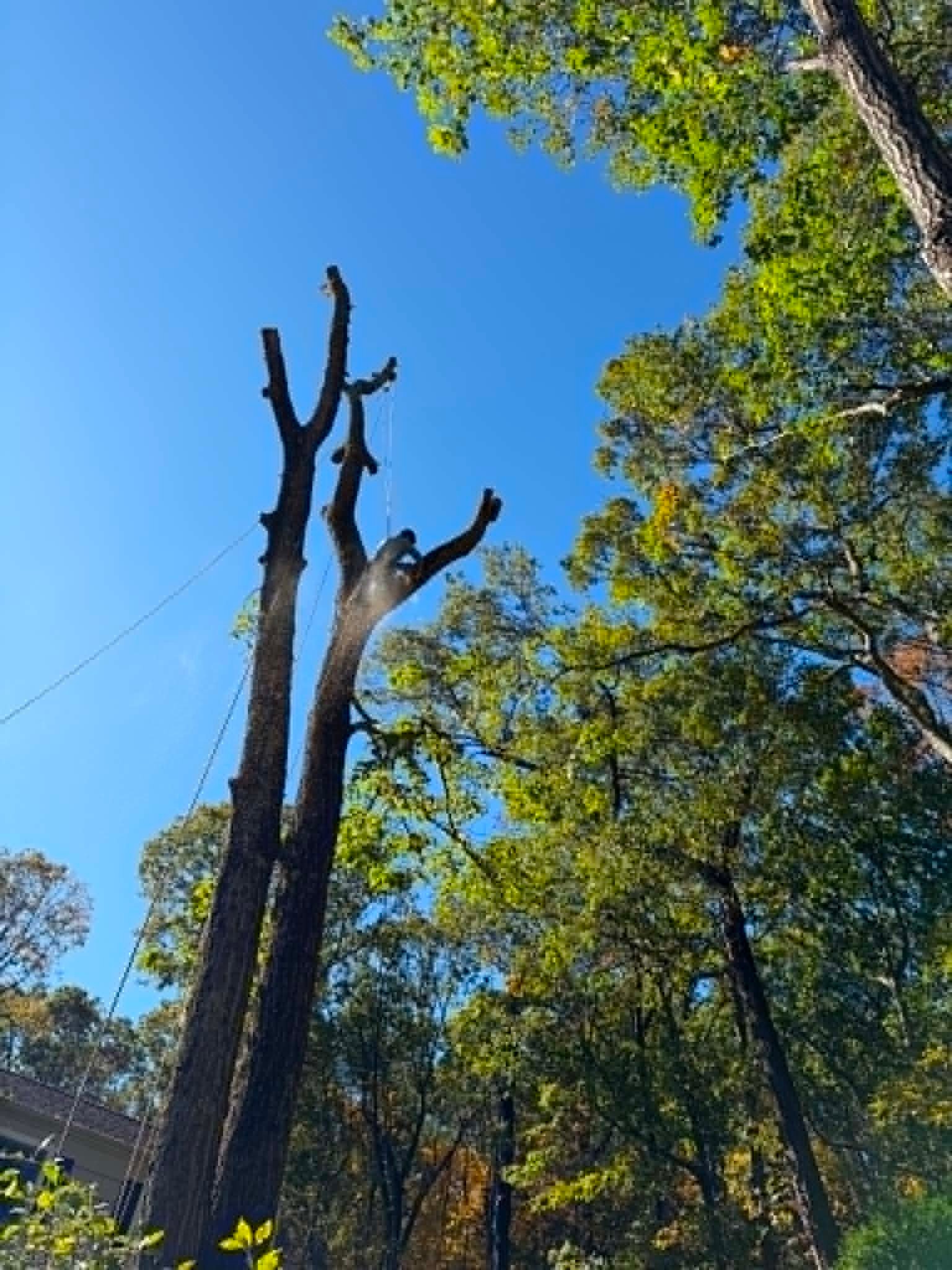 Tree Trimming in Danbury CT