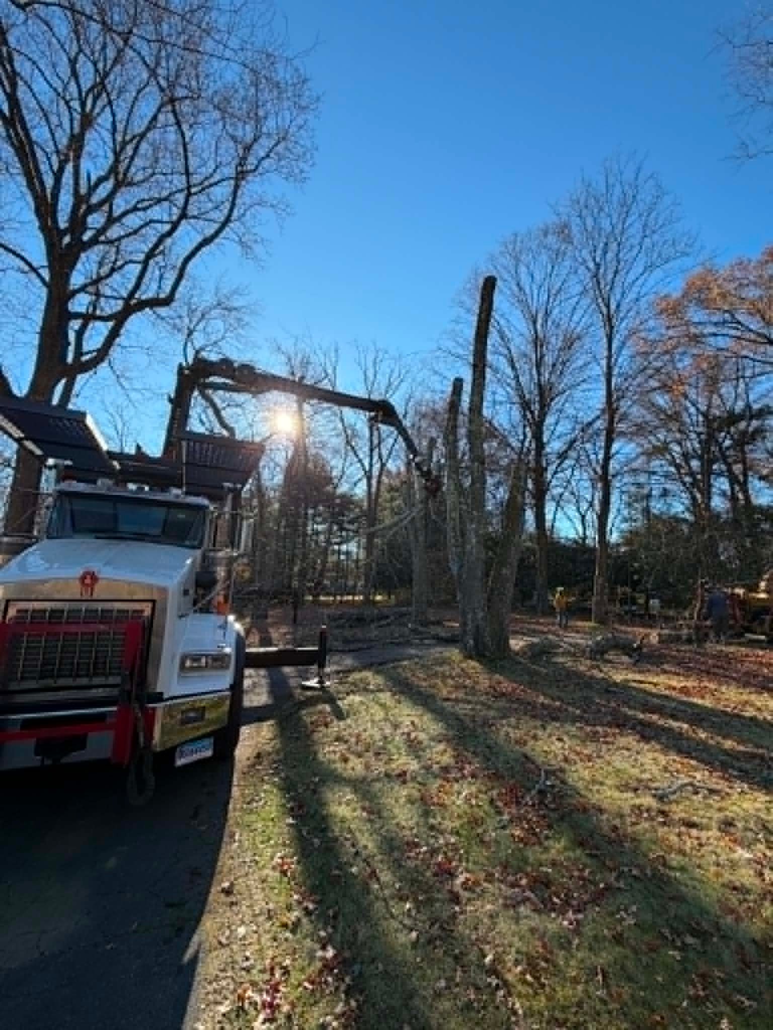 Emergency Tree Removal CT