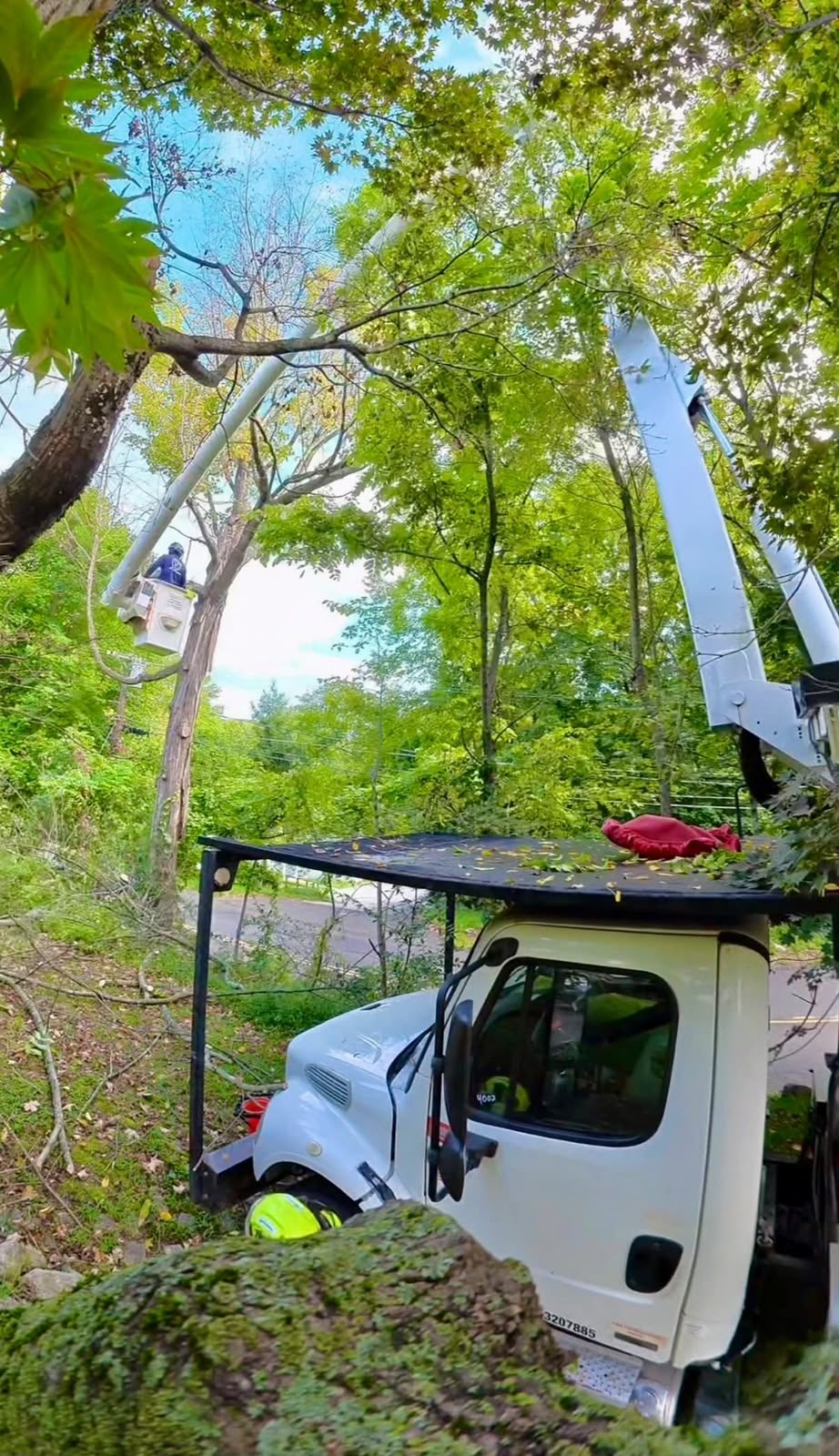 Bucket truck tree trimming in Danbury, CT