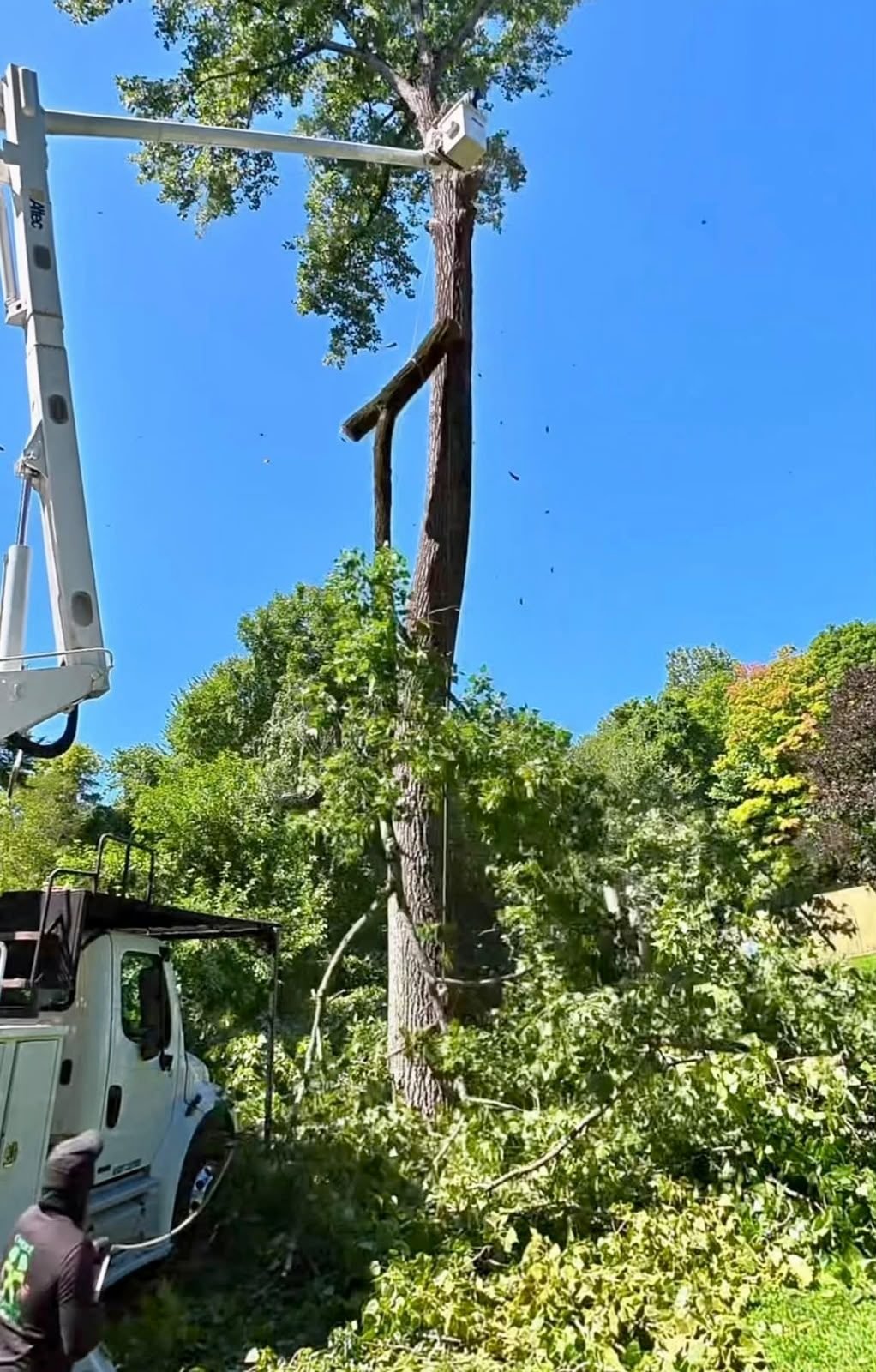 Emergency Tree Removal CT