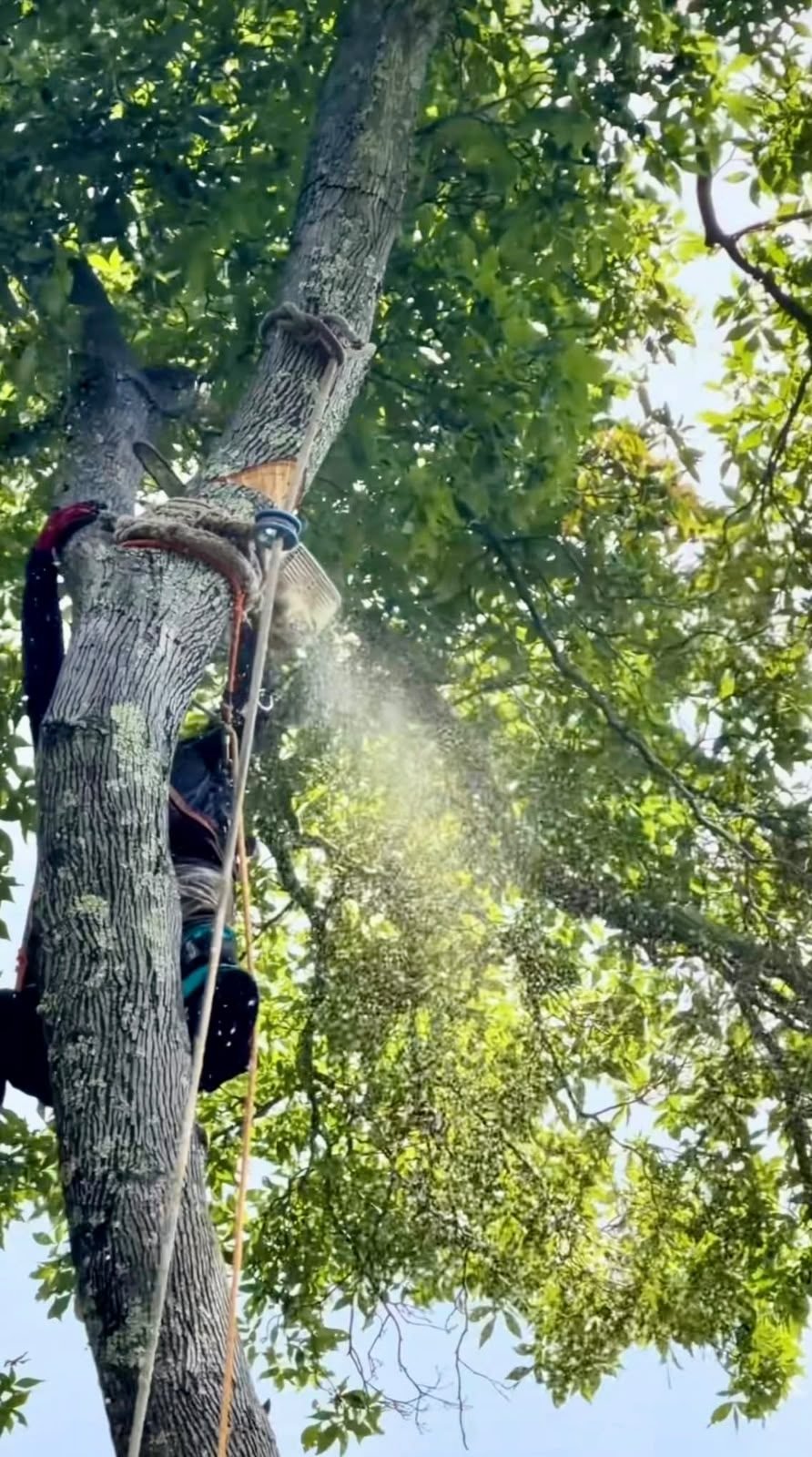 Tree Trimming in Danbury CT